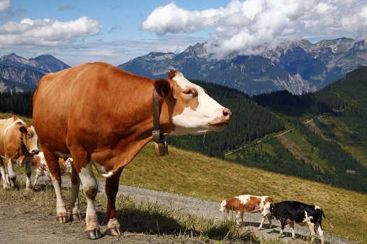 swiss cowbell.jpg